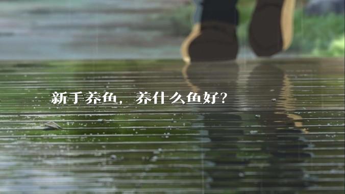 新手养鱼，养什么鱼好？